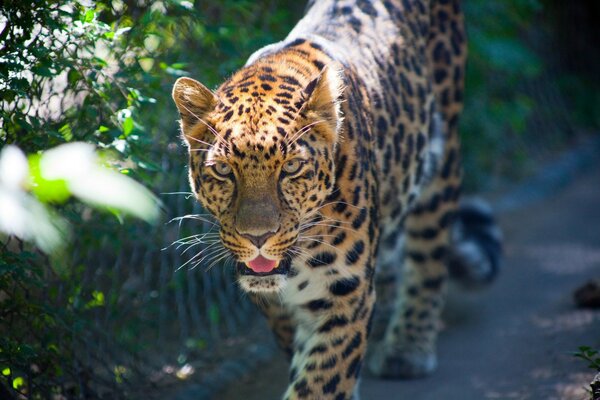 The predatory gaze of a walking leopard