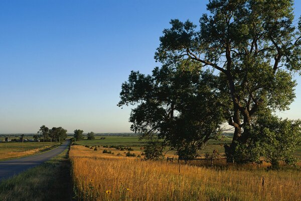 Asphalt road along the fields. a tree next to the road. landscape