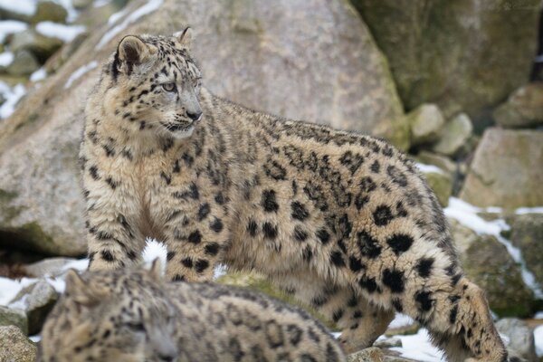 Ein Leopard bewacht sein Rudel