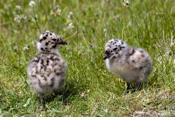 Two chickens playing in the grass