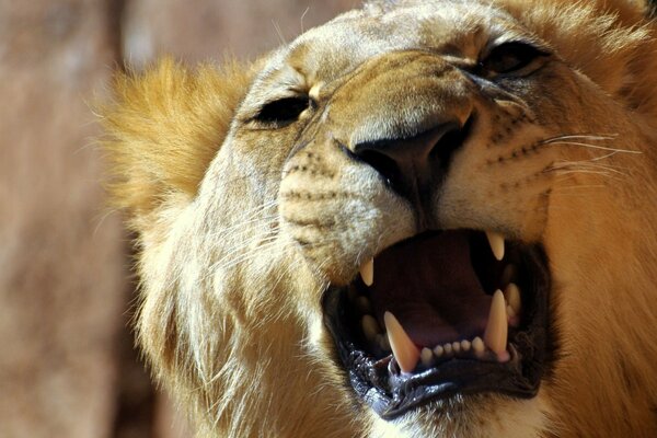 Злой агрессивный лев с открытой пастью