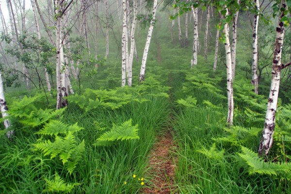 Wanderweg unter Farnen im Wald