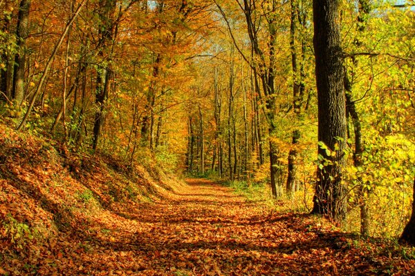 Autumn trees with foliage on the road