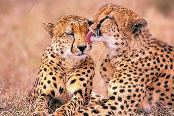 A gentle pair of African leopards