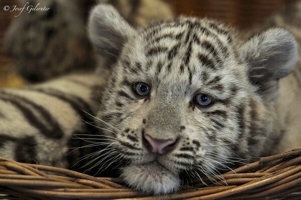 A sad little tiger cub is lying on a litter