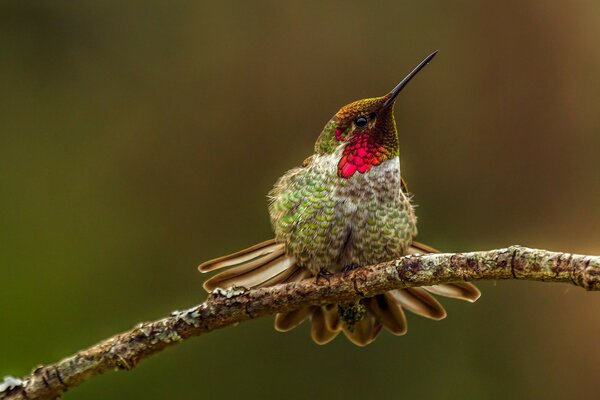 A hummingbird is sitting on a branch