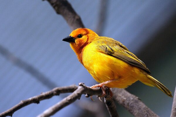 Pájaro amarillo sentado en una rama