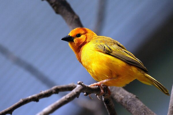 Uccello giallo seduto su un ramo