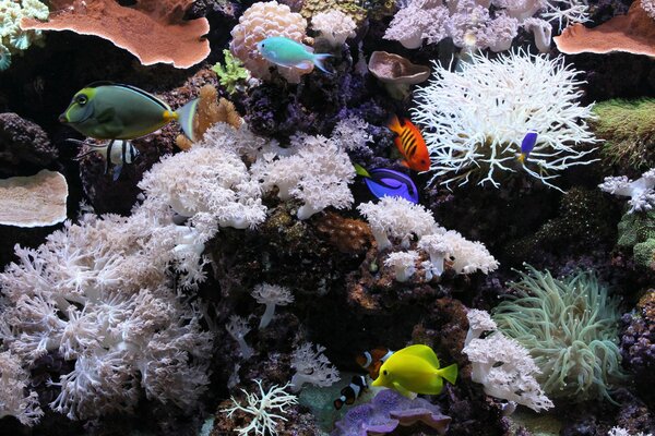 Fische im Aquarium mit weißen Korallen