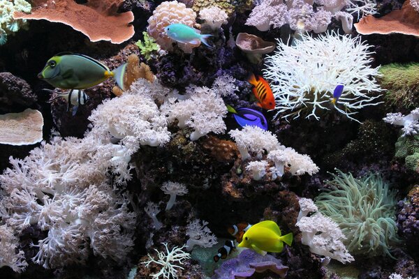 Fish in an aquarium with white corals