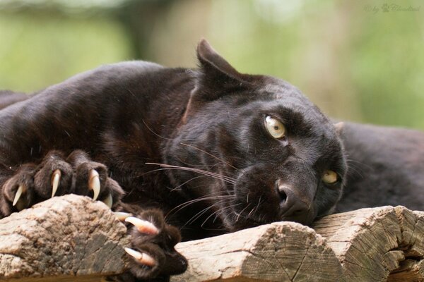 Chat sauvage sur une bûche