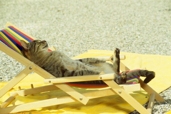 Gato en la playa tomando el sol en una tumbona