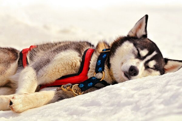 Husky avec collier dort dans la neige