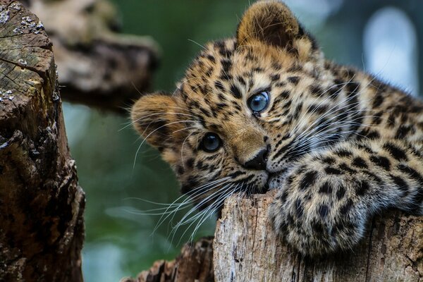 Kleiner Leopard mit blauen Augen