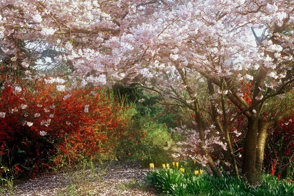 Arbres colorés et fleurs dans le bosquet