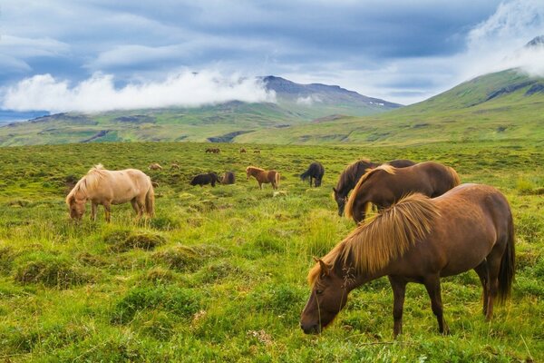 Icelandic horses graze in the meadows