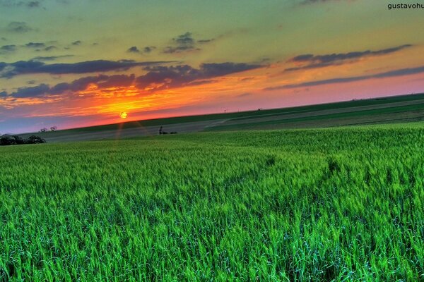 Photo de la nature avec de l herbe verte