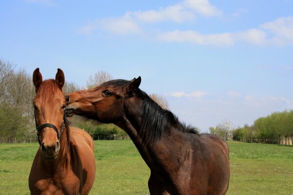 Kiss the horses on the green lawn