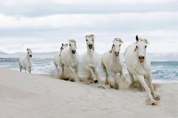 Laufende weiße Pferde an der weißen Küste des Meeres