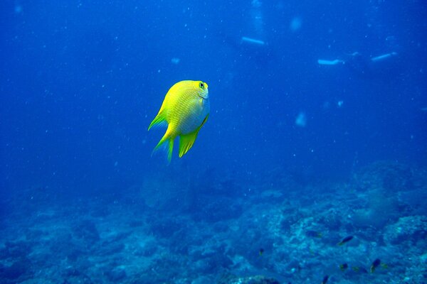 Pez amarillo brillante en las profundidades del mar