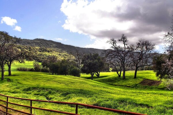 Alberi ed erba verde dietro la recinzione