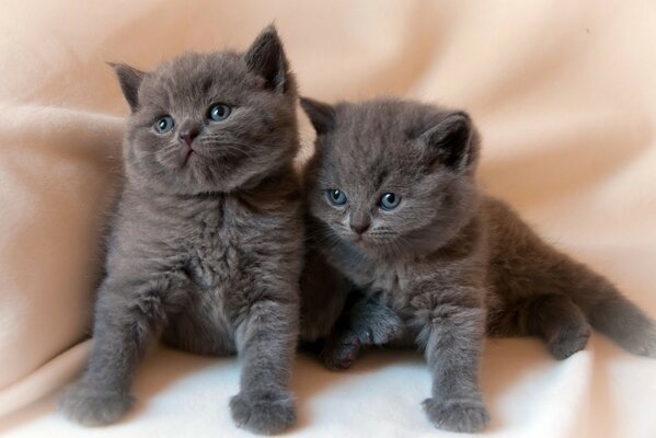 Fluffy Kittens are lying on the bedspread