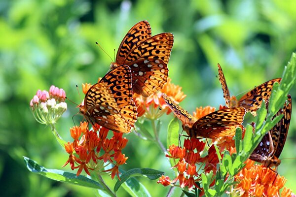 Butterflies in macro format