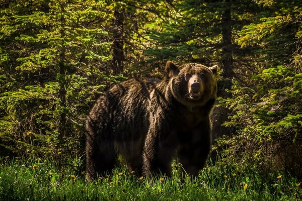 Grizzly bears in the woods