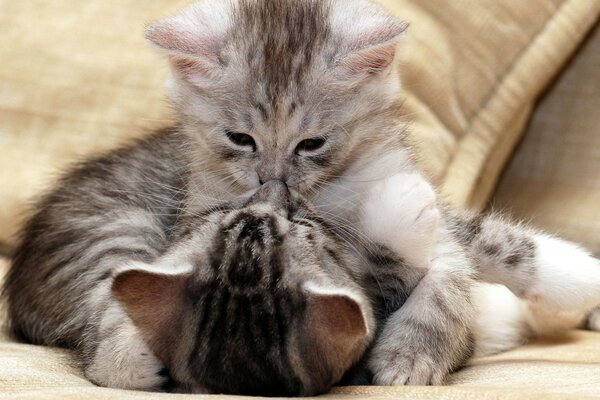 Couple de chatons amoureux baiser