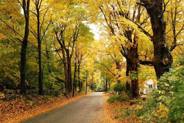 Strada cittadina nel fogliame autunnale