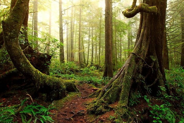 Grandes raíces de árboles emergen del Suelo en el bosque