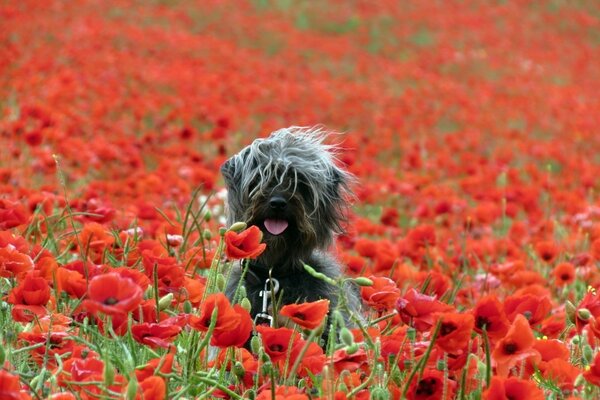 Chien dans le champ de pavot