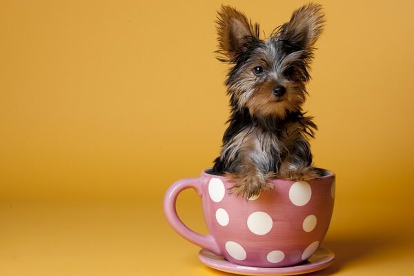 A dog sitting in a mug