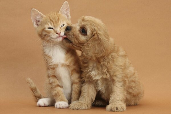 A puppy with a kitten on a beige background