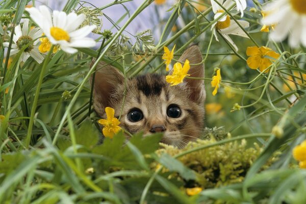 Petit chasseur caché dans l herbe