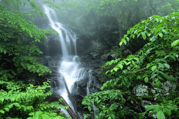 A beautiful waterfall in a picturesque corner of nature