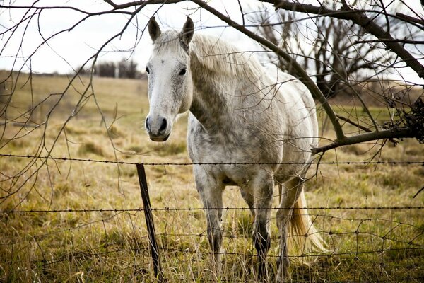 Caballo blanco en la hierba detrás de la cerca