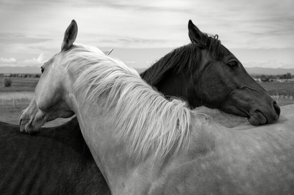 Farewell of a horse with a lost horse