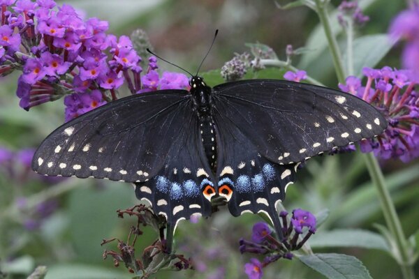 Una mariposa con alas negras se sienta en una flor rosa