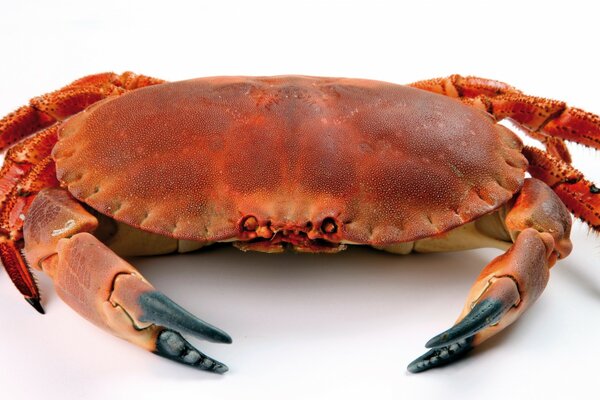 Macro shooting of a crab on a white background