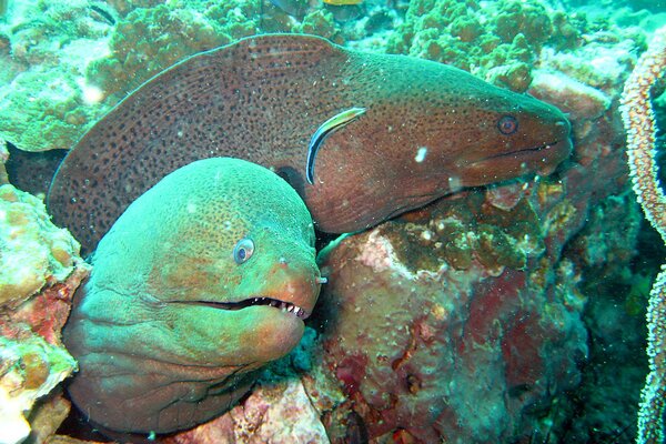 Toothy moray eels in the depths of the sea