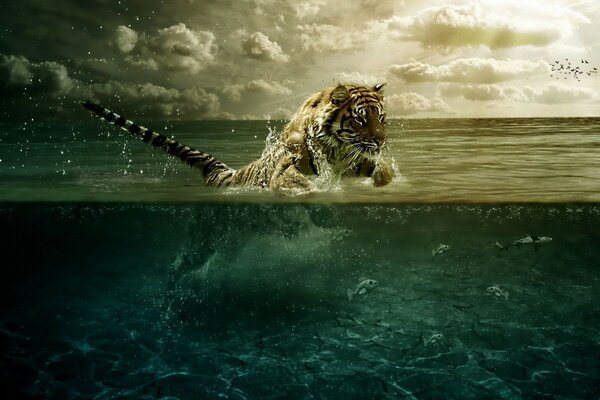 Сильный тигр оходится на рыбу