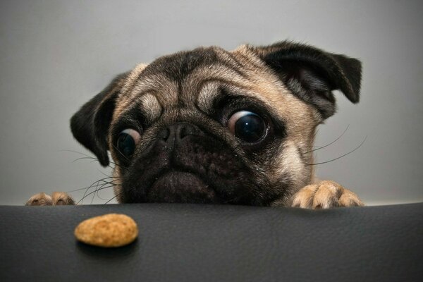 Chien triste et biscuits