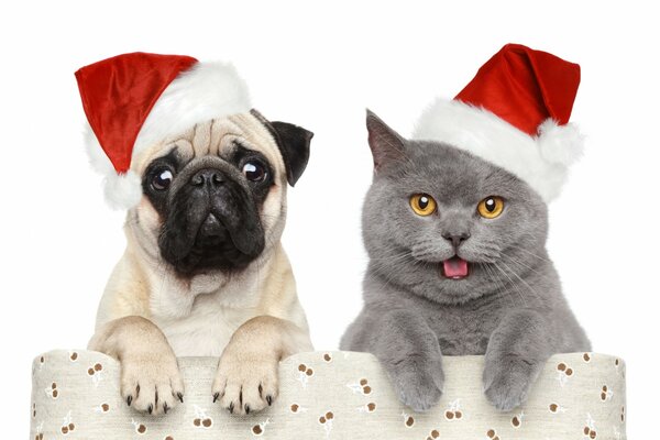 Dog and cat in Christmas hats