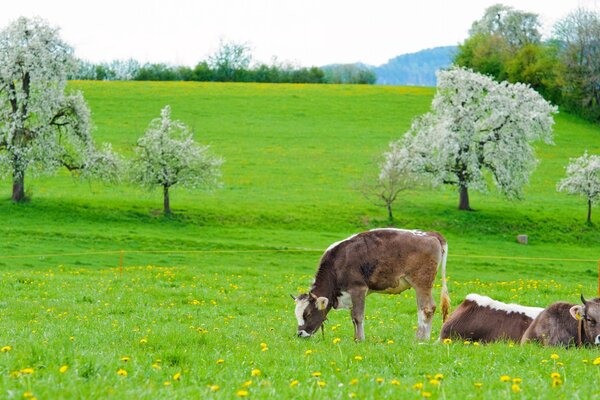 Zielona łąka i pasące się na niej krowy