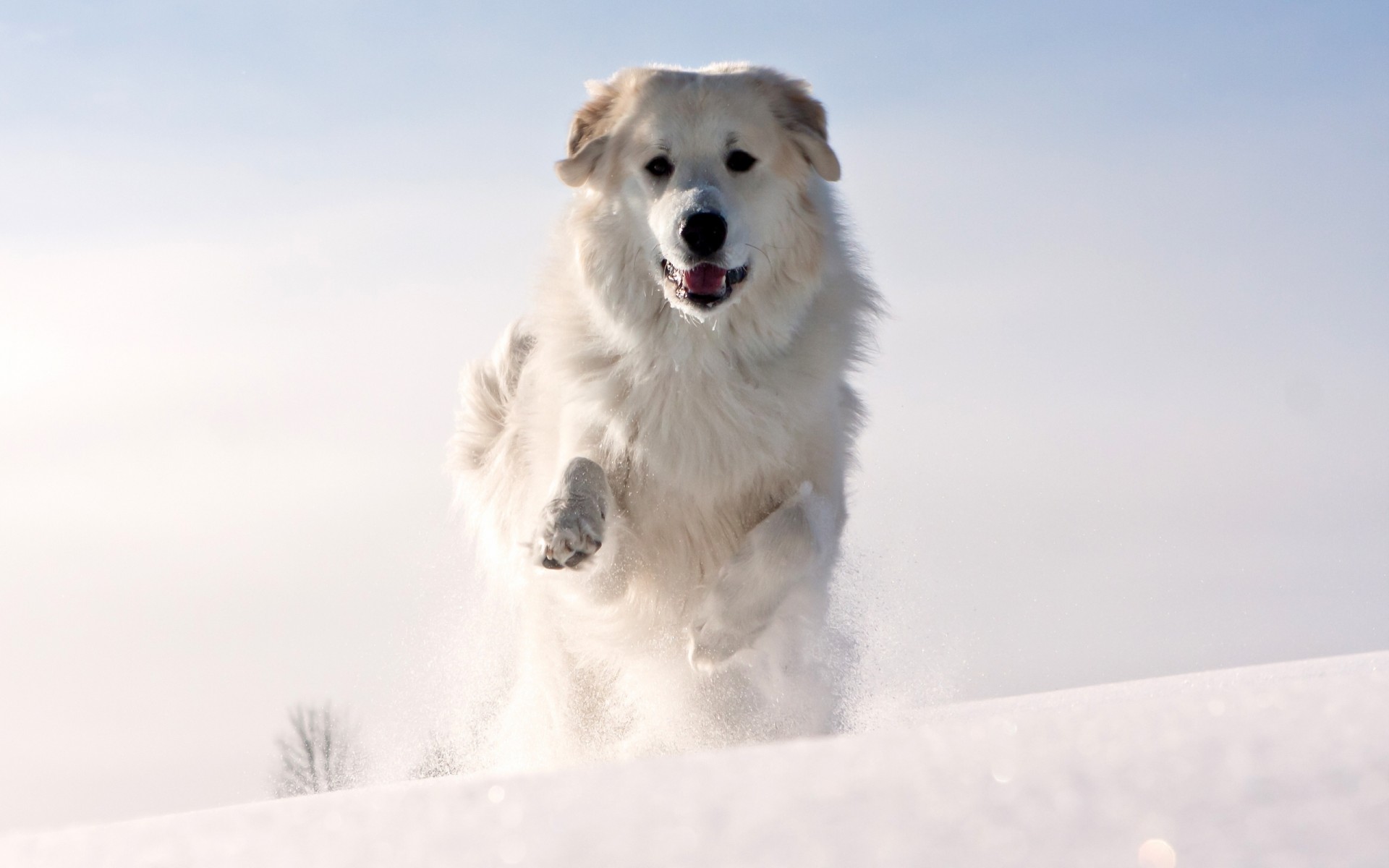 blanco animal dientes perro espigas