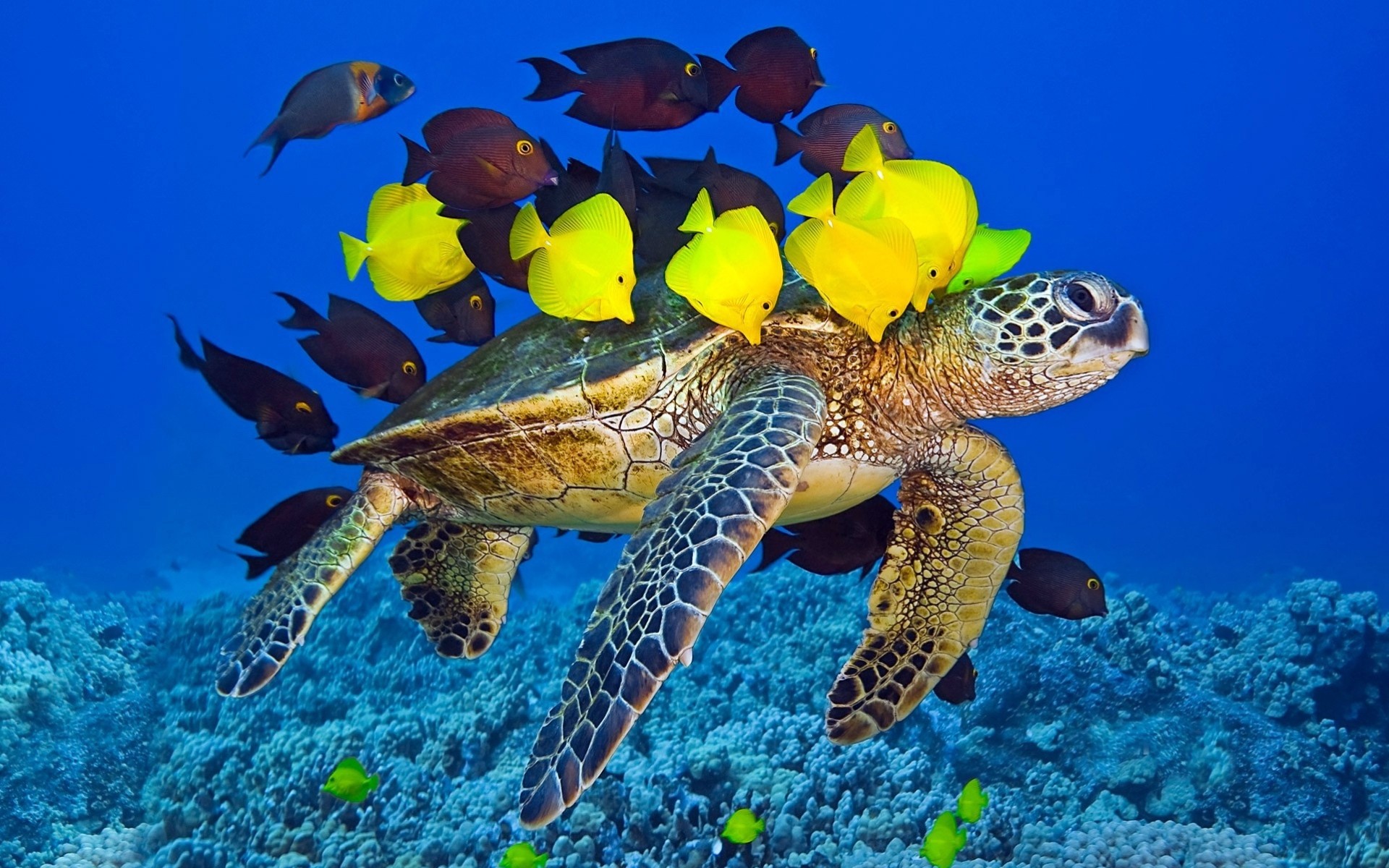 article ocean turtle fish yellow