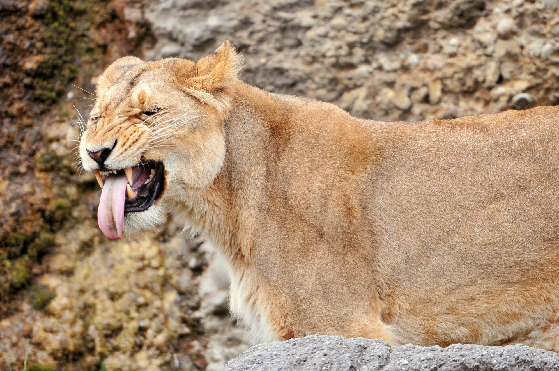 dents animaux lionne lion