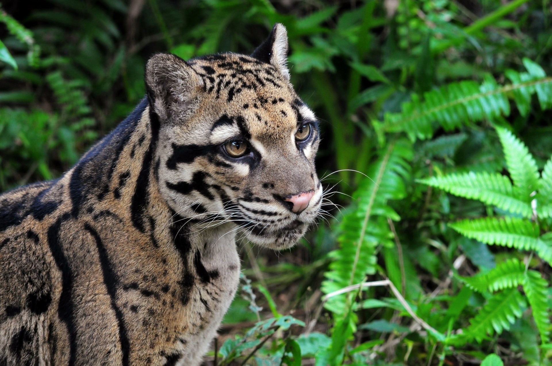 wildkatze rauchiger leopard