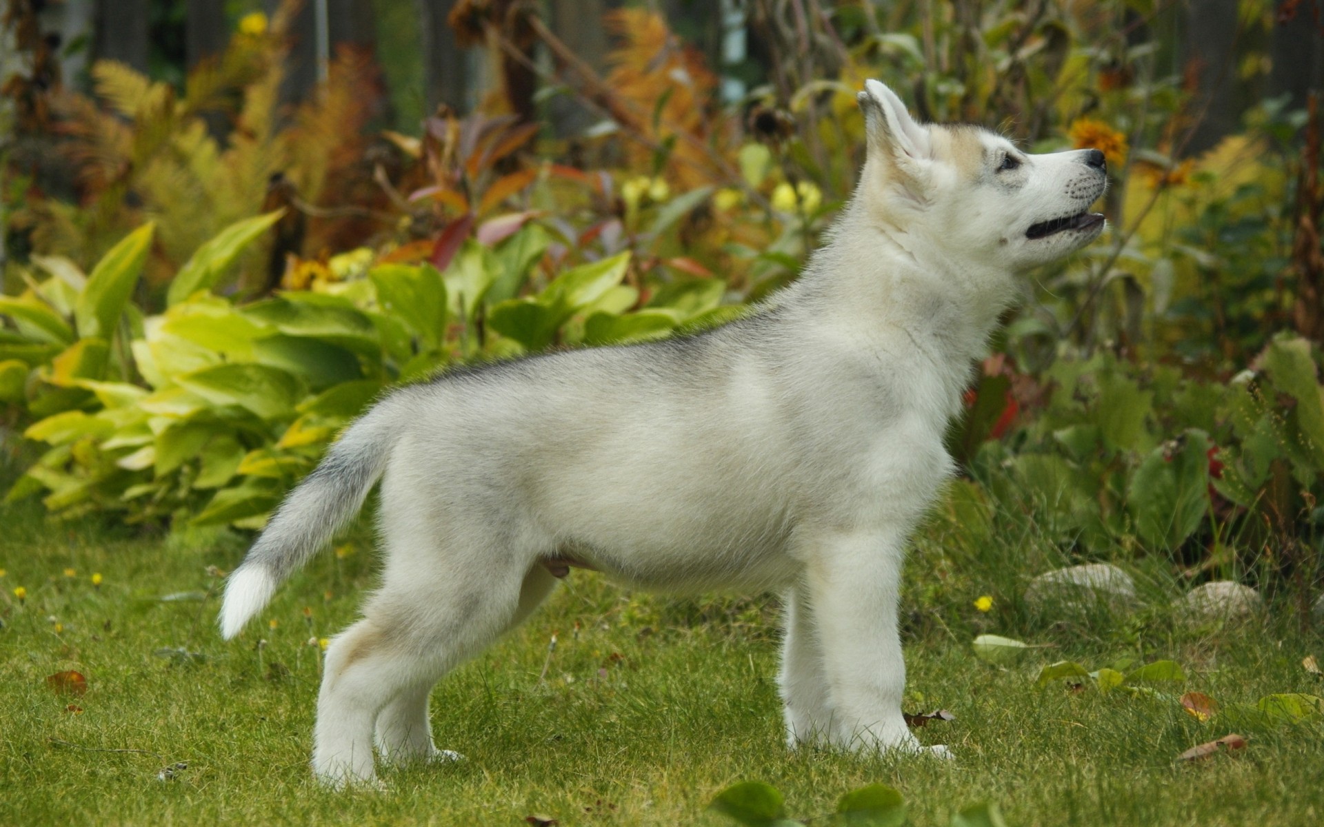 cane cucciolo husky